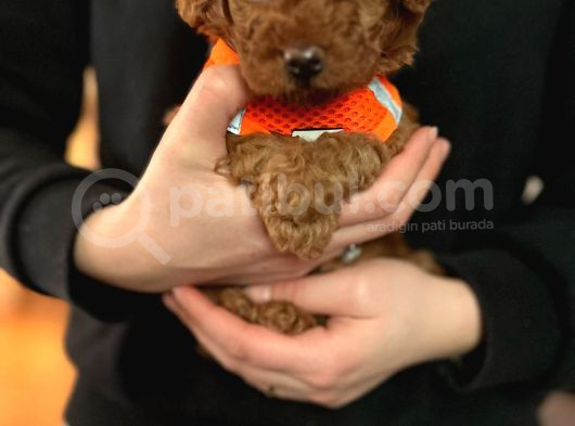 Aşili Toy Poodle görsel