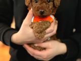 Aşili Toy Poodle