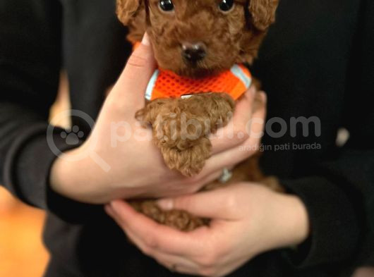 Aşili Toy Poodle görsel