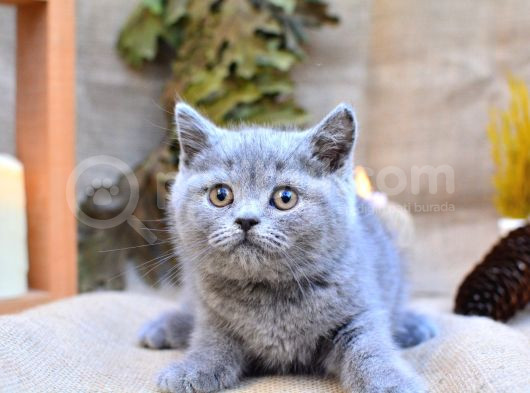 Yuvarlak Kafa Gri British Shorthair
