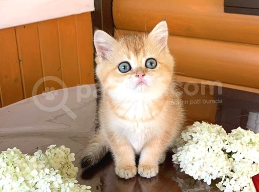 Bal küpü Golden British Shorthair