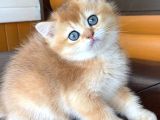 Bal Küpü Golden British Shorthair