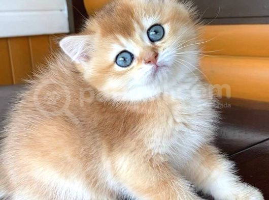 Bal Küpü Golden British Shorthair görsel