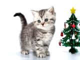 Yavru Kaplan British Shorthair Ns24