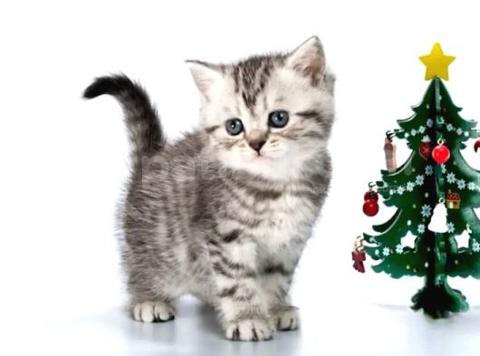 Yavru Kaplan British Shorthair Ns24 görsel