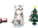 Yavru Kaplan British Shorthair NS24