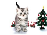 Yavru Kaplan British Shorthair Ns24