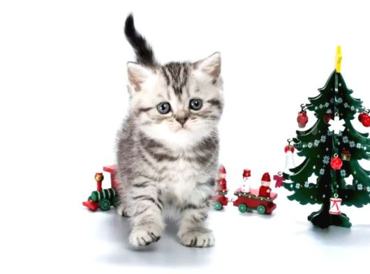 Yavru Kaplan British Shorthair Ns24 görsel