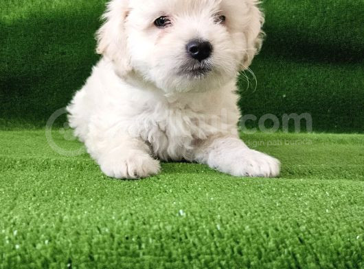 Maltese Terier Yavrularimiz görsel