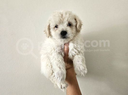 Maltese Terier Yavrularimiz görsel