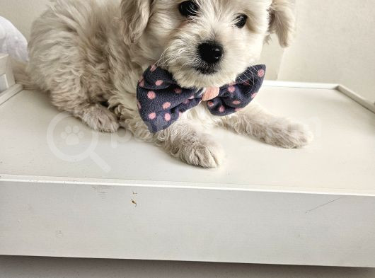 Maltese Terier Yavrularimiz