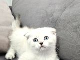 British Longhair Maviş Ve British Shorthair Golden Bbklr