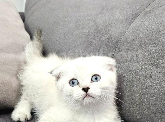 British Longhair Maviş Ve British Shorthair Golden Bbklr görsel