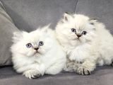 British Longhair Maviş Ve British Shorthair Golden Bbklr