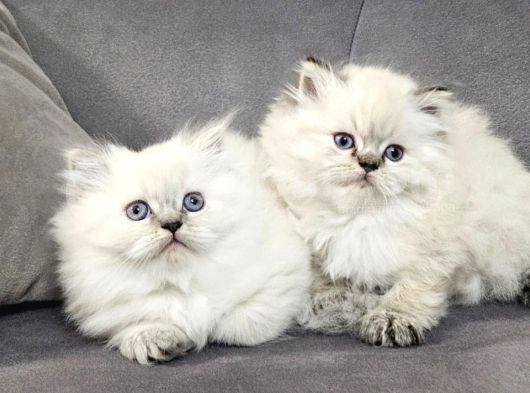 British Longhair Maviş Ve British Shorthair Golden Bbklr görsel