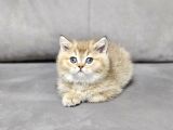 Aile Sıcaklığnda Büyüyen  Scottish Fold British Yvrlr