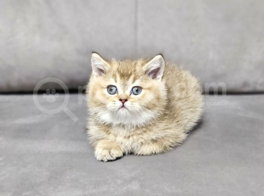 Aile Sıcaklığnda Büyüyen  Scottish Fold British Yvrlr görsel