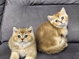 Aile sıcaklığnda büyüyen  scottish fold british yvrlr