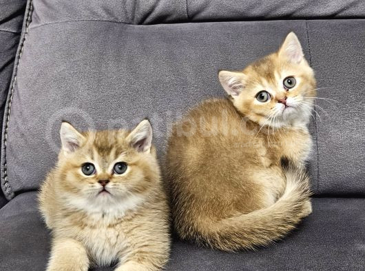 Aile Sıcaklığnda Büyüyen  Scottish Fold British Yvrlr
