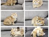 British longhair maviş ve British shorthair golden bbklr