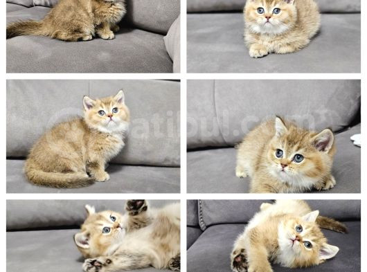 British Longhair Maviş Ve British Shorthair Golden Bbklr
