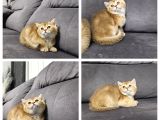 British Longhair Maviş Ve British Shorthair Golden Bbklr