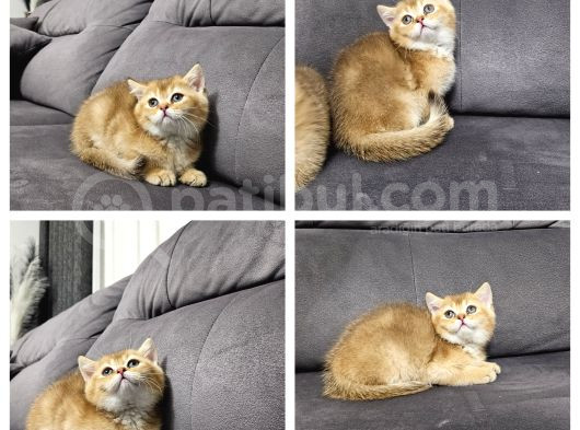 British Longhair Maviş Ve British Shorthair Golden Bbklr görsel