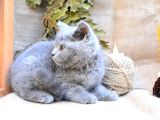 Yuvarlak Kafa Gri British Shorthair