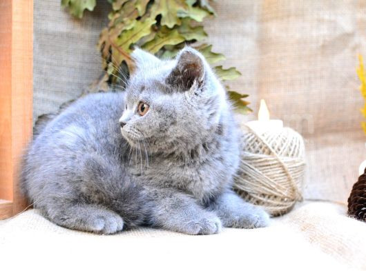 Yuvarlak Kafa Gri British Shorthair görsel