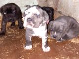 Merle Cane Corso Yavruları
