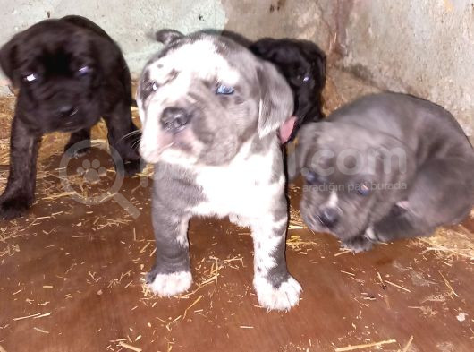 Merle Cane Corso Yavruları görsel