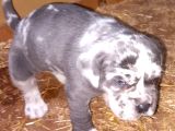 Merle Cane Corso Yavruları
