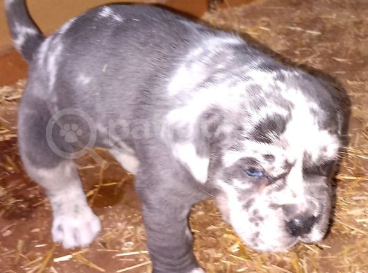 Merle Cane Corso Yavruları görsel