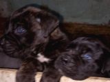Merle Cane Corso Yavruları