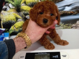 Çok Tatlı Dişi Orijinal Toy Poodle Yavrusu