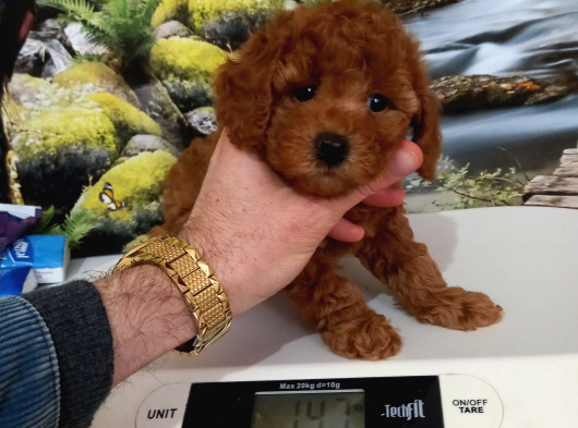 Çok Tatlı Dişi Orijinal Toy Poodle Yavrusu görsel