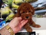 Çok Tatlı Dişi Orijinal Toy Poodle Yavrusu