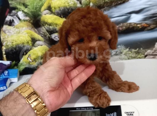 Çok Tatlı Dişi Orijinal Toy Poodle Yavrusu görsel