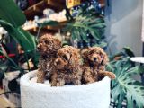 Toy Poodle Red Brown Erkek Yavrumuz Sahiplendirilecektir