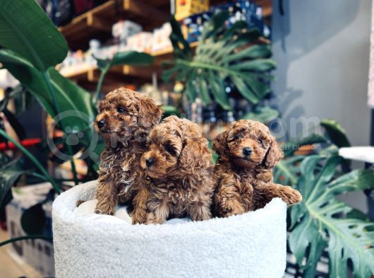 Toy Poodle Red Brown Erkek Yavrumuz Sahiplendirilecektir görsel