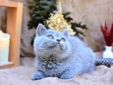 Yuvarlak Kafa Gri British Shorthair