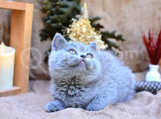 Yuvarlak Kafa Gri British Shorthair görsel