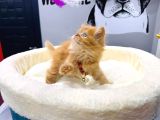 55 Günlük Di̇şi̇ Bri̇ti̇sh Longhai̇r Garfi̇eld Yavrumuz