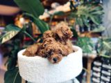 Toy Poodle Red Brown Erkek Yavrumuz Sahiplendirilecektir