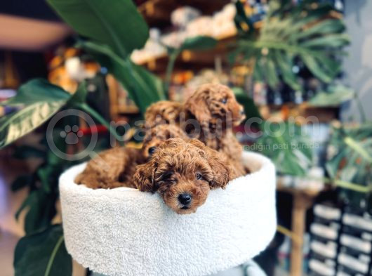 Toy Poodle Red Brown Erkek Yavrumuz Sahiplendirilecektir görsel