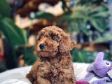 Toy Poodle Red Brown Erkek Yavrumuz Sahiplendirilecektir