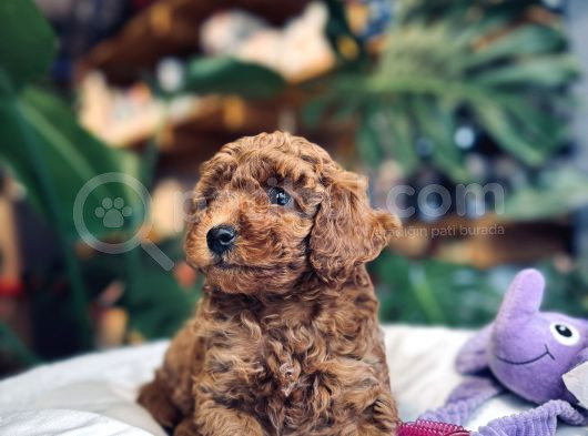 Toy Poodle Red Brown Erkek Yavrumuz Sahiplendirilecektir görsel
