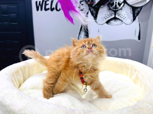 55 Günlük Di̇şi̇ Bri̇ti̇sh Longhai̇r Garfi̇eld Yavrumuz görsel