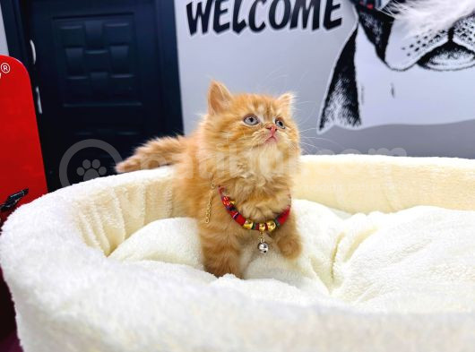 55 Günlük Di̇şi̇ Bri̇ti̇sh Longhai̇r Garfi̇eld Yavrumuz görsel