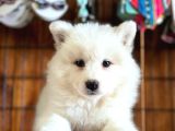 Ayı yavrusu samoyed a kalite ırk